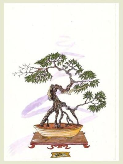 Chinese bonsai